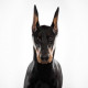 Bigdog