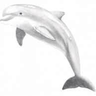 Аватар white dolphin
